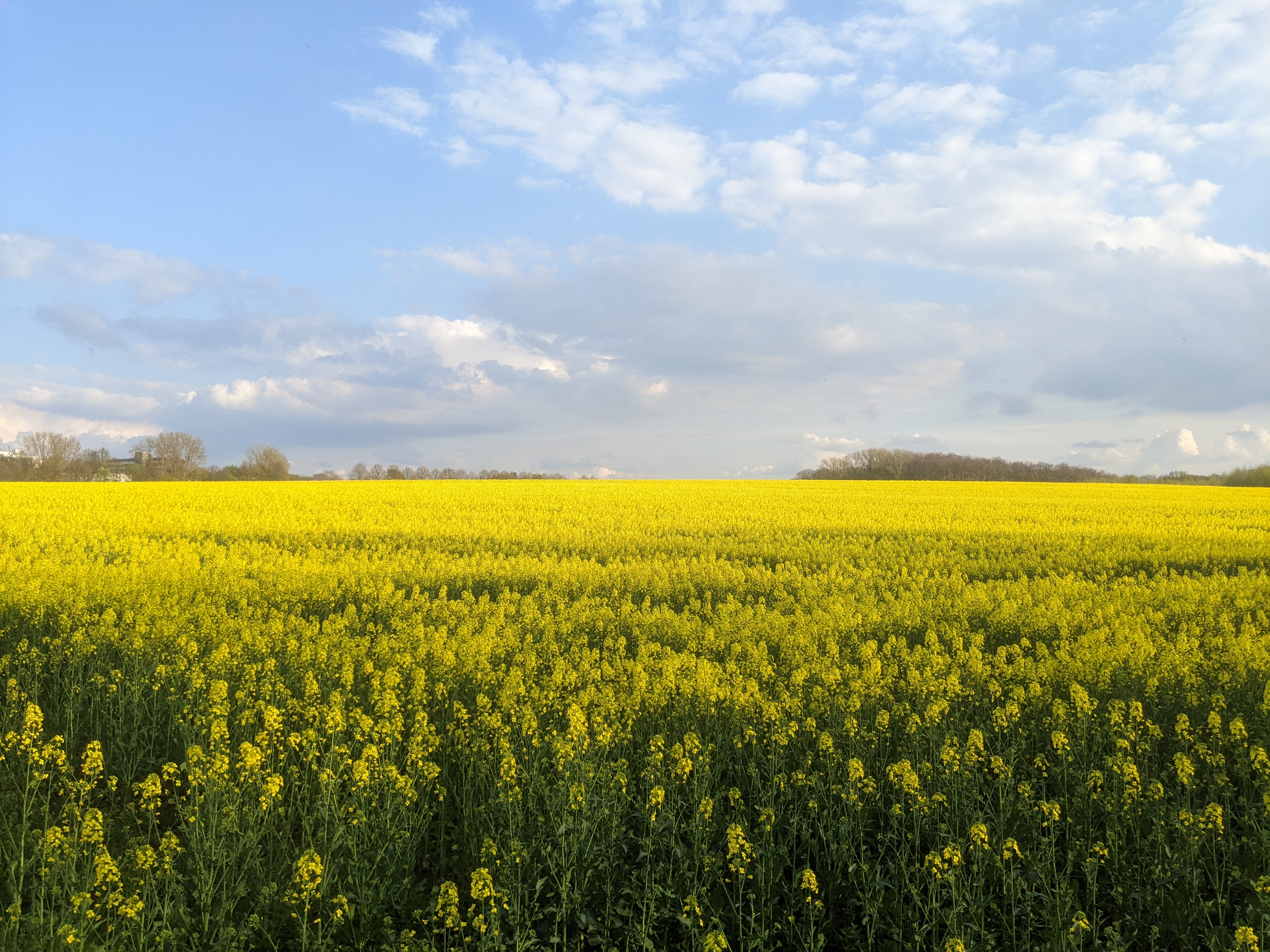 Ein Rapsfeld auf einem Bauernhof