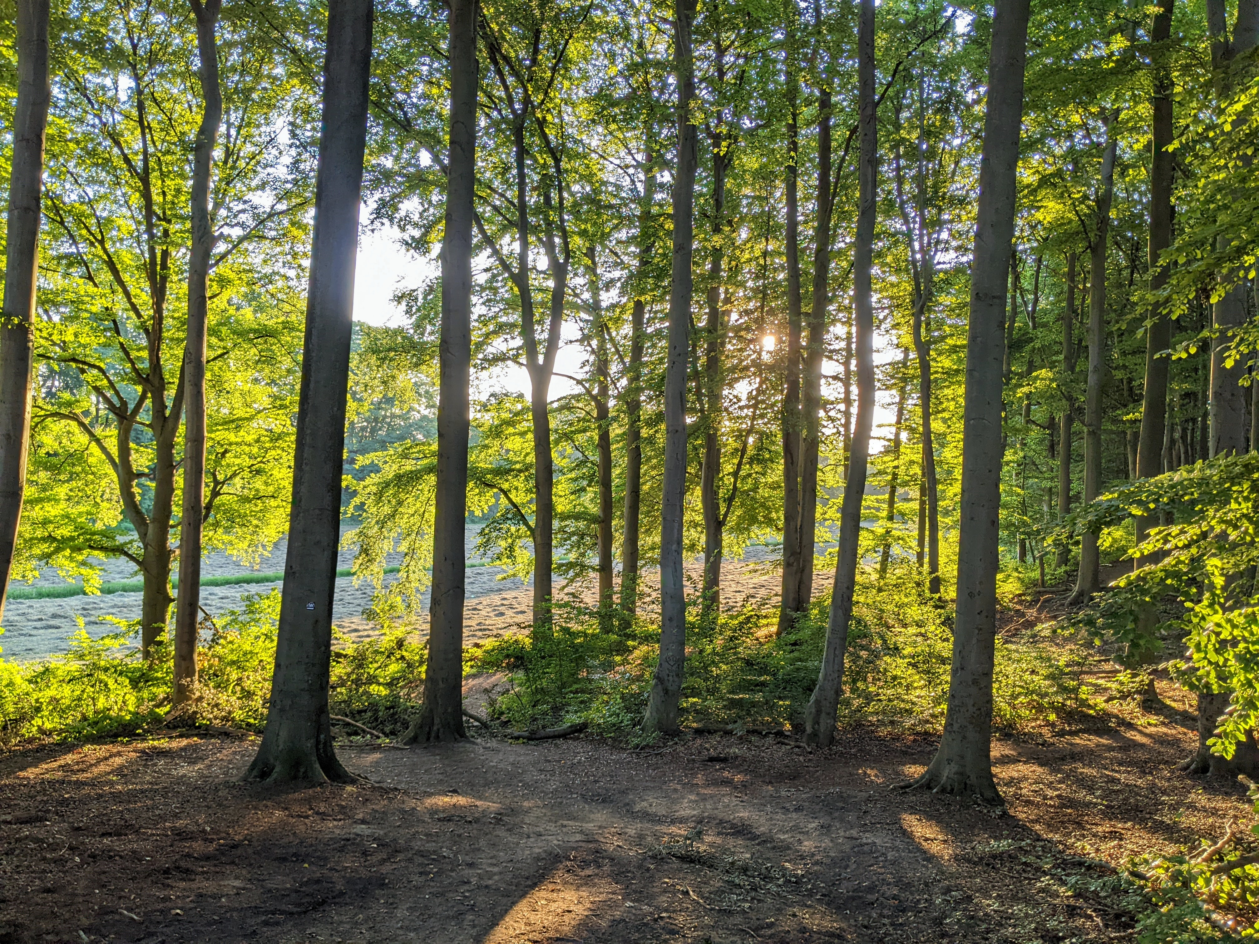 ein Wald, der an ein Feld grenzt